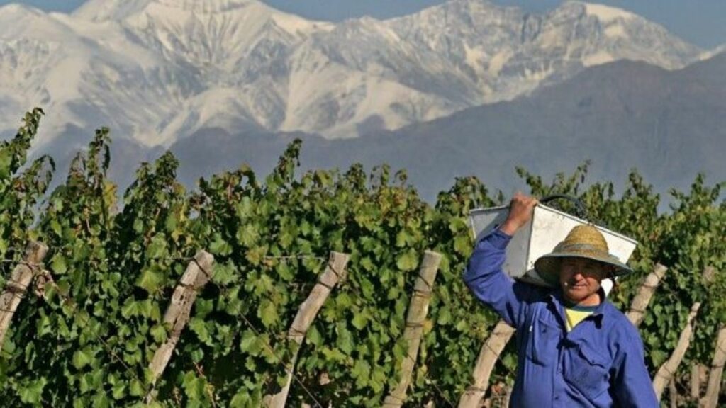  El Proviar II sumará más fondos para el desarrollo de la cadena vitivinícola. 
