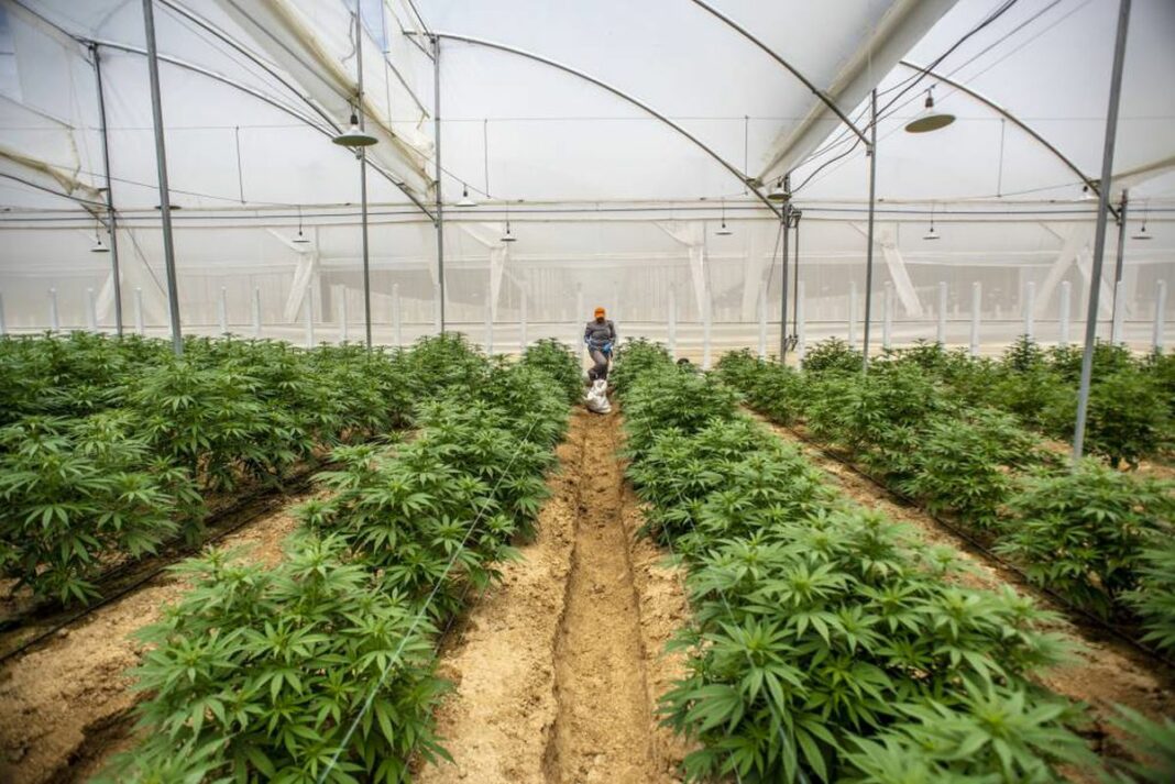 El proyecto de producción industrial de cannabis medicinal espera el dictamen de la comisión de Presupuesto de Diputados para poder ser sancionado la semana que viene.