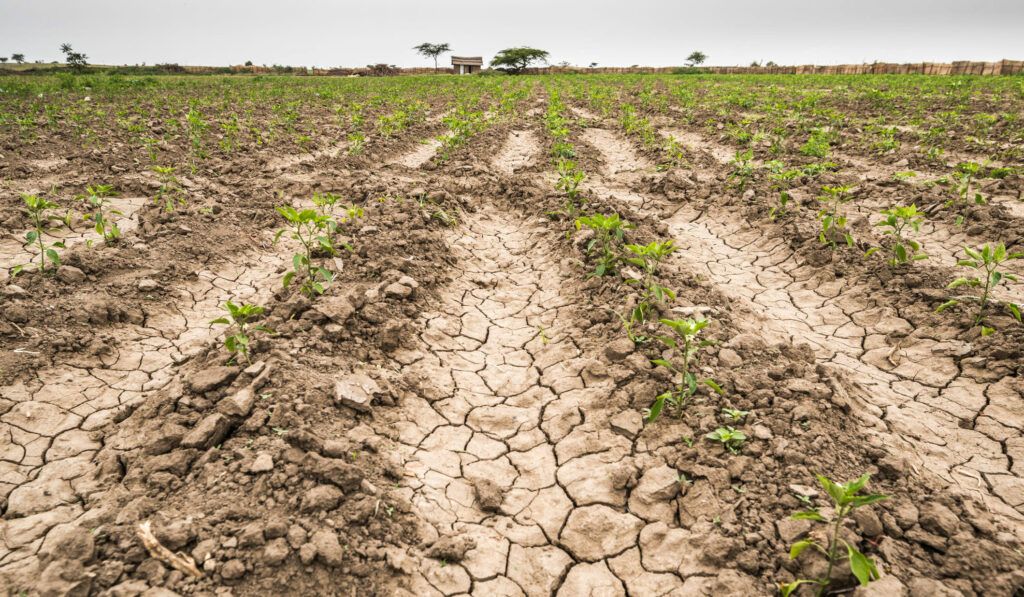 La sequía histórica en la provincia de Buenos Aires afecta a 8 de cada diez hectáreas productivas.
