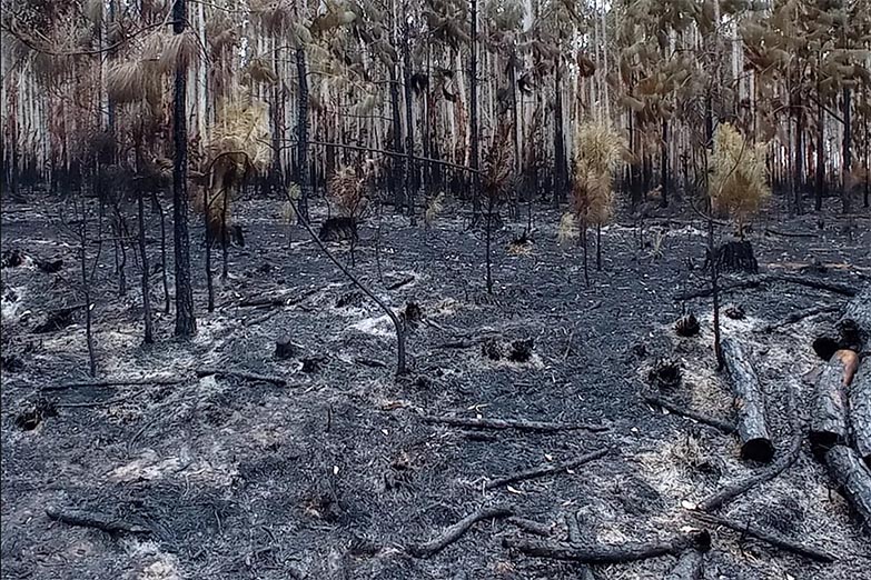 El incendio en Corrientes alcanzó hasta 934.238 hectáreas, lo que constituye el 11% del territorio del territorio provincial.