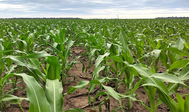 Desde diciembre a febrero, la cotización del maíz en el Mercado de Chicago pasó de valer US$ 230 la tonelada a US$ 260.