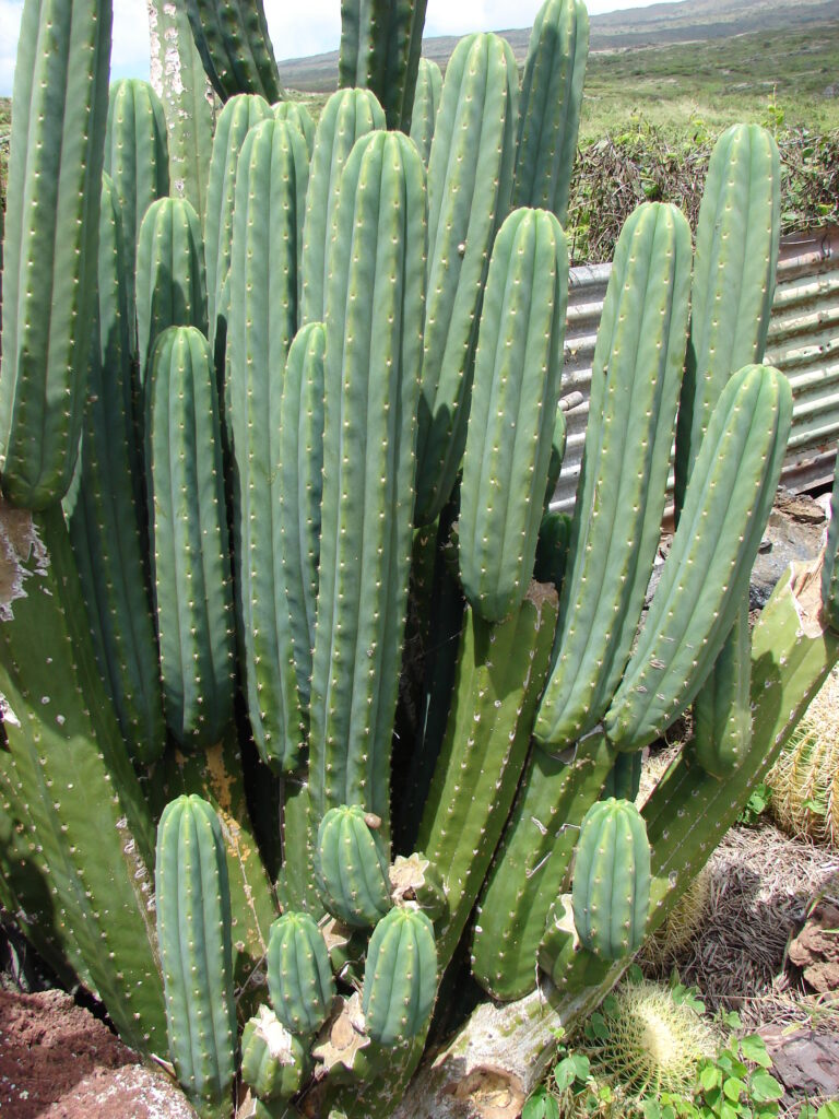 El cactus "San Pedro", que se encontró en el Conurbano bonaerense, es una especie vegetal nativa de América del Sur.