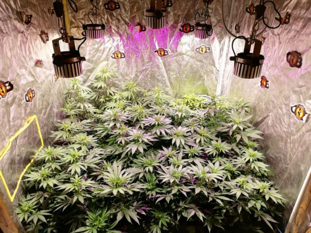 La resolución 673 firmada por la ministra Carla Vizzotti, estableció cuáles son los rangos permitidos de cultivo de cannabis medicinal.