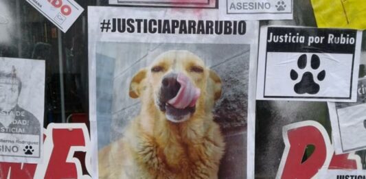 En agosto de 2019 Adrián Guillermo Rodríguez arrastró con su camioneta al perro Rubio hasta matarlo. Era un querido animal para los vecinos del Partido de La Costa. El hombre fue condenado a un año y medio en prisión.