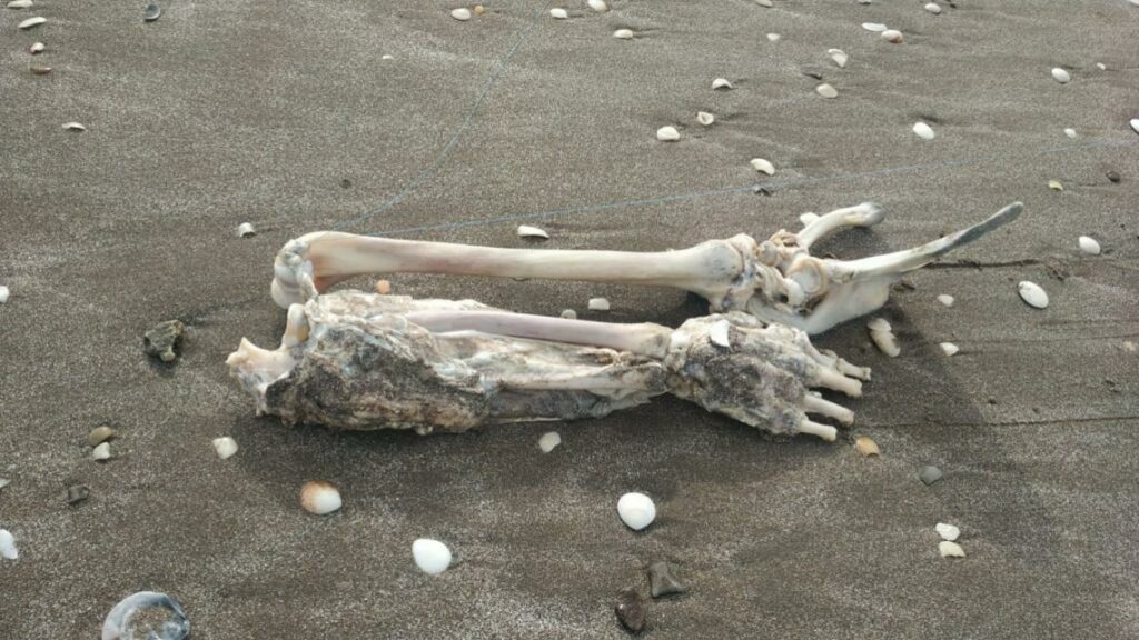 Partido de La Costa. El miembro superior de los restos humanos en mar de ajo.