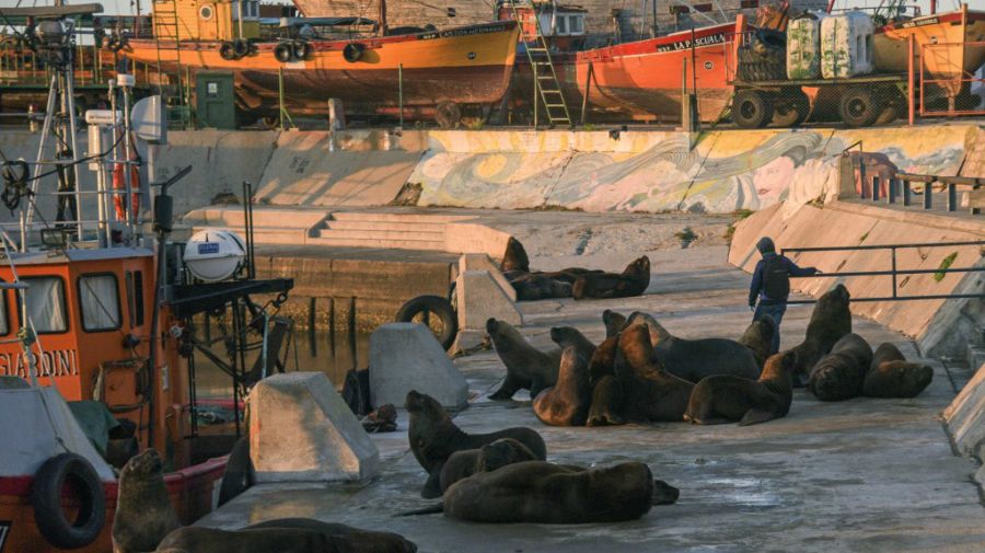 Los lobos marinos serán trasladados por la Fundación Fauna Argentina desde el puerto de Mar del Plata hacia la Escollera Sur.