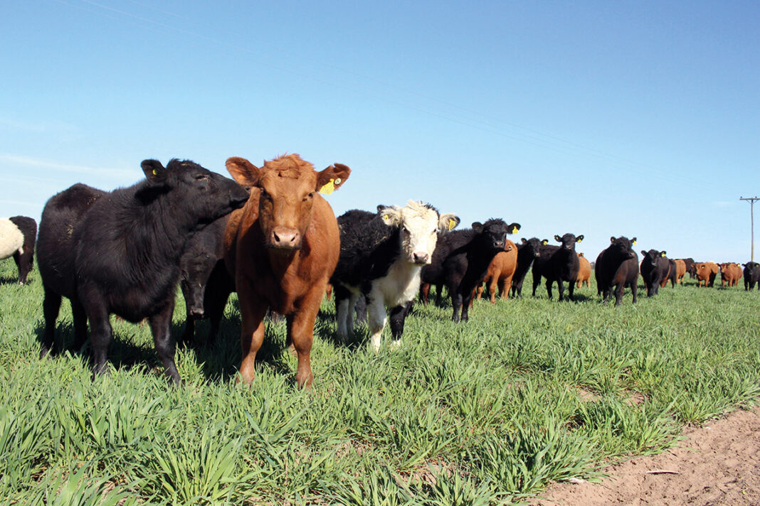 Según manifestaron desde la cartera de Desarrollo Agrario, la medida tiene por objetivo generar beneficios en cuanto a la seguridad y eficiencia del recurso forrajero para la implementación de su ganado.