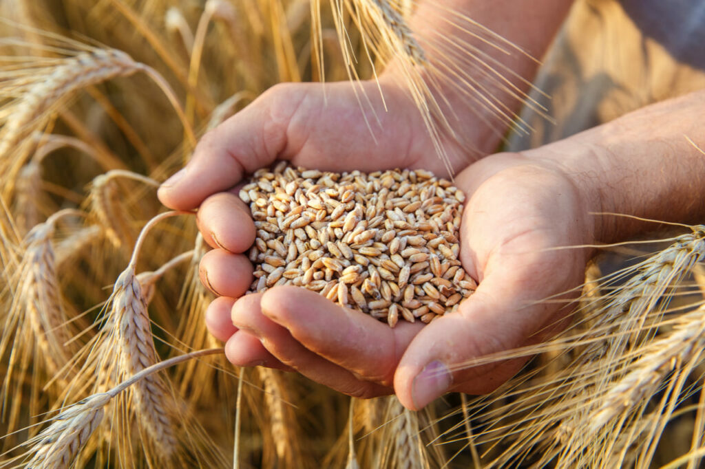El fideicomiso del trigo acordado por la Secretaría de Comercio Interior aún no se implementó.