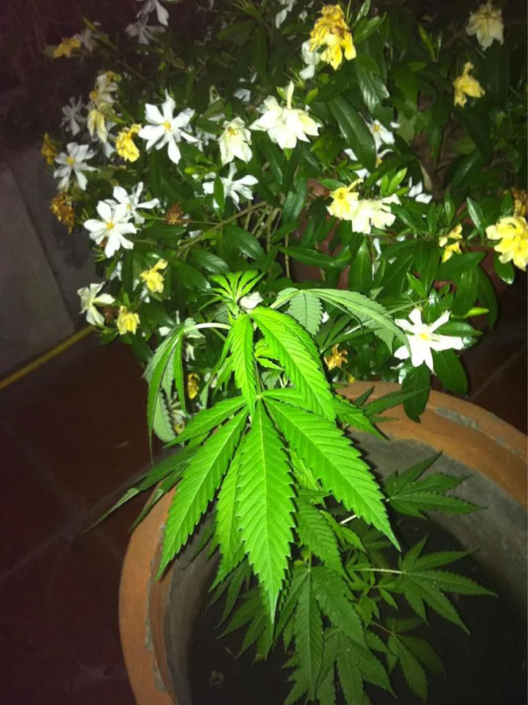 Hace unos años, la portavoz presidencial, Gabriela Cerruti, subió una foto de su planta de marihuana a la red social Twitter.