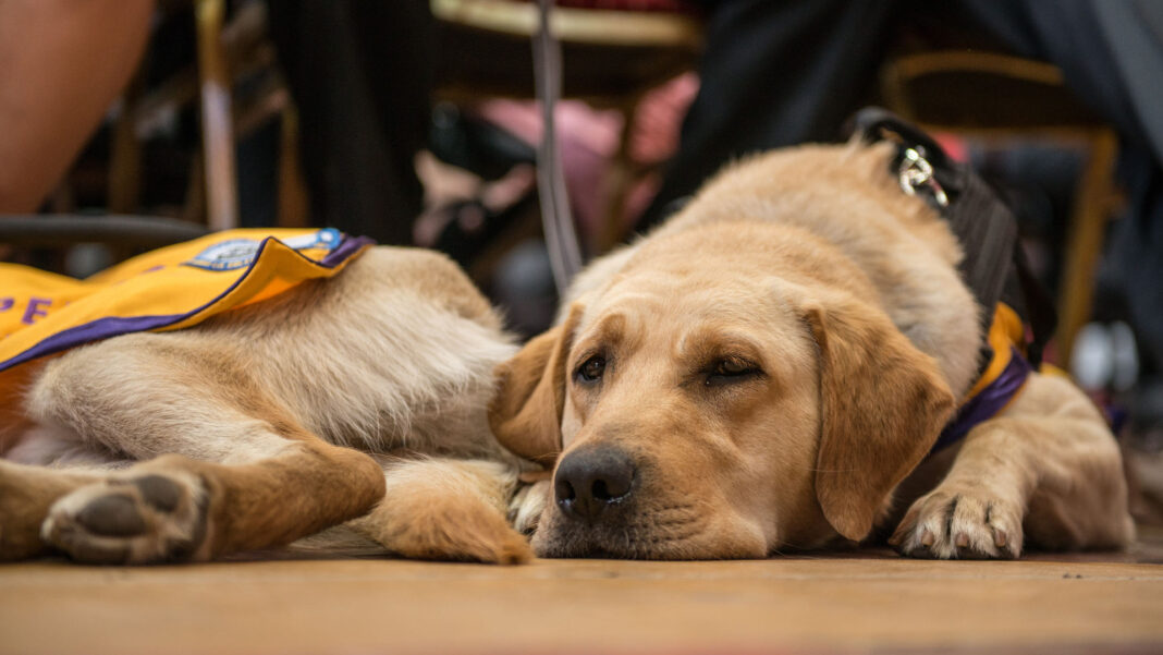 Después de una década de la sanción de la ley nacional, el Senado bonaerense avanza con una normativa propia para regular el acceso de perros guía a establecimientos públicos y privados de la provincia de Buenos Aires.