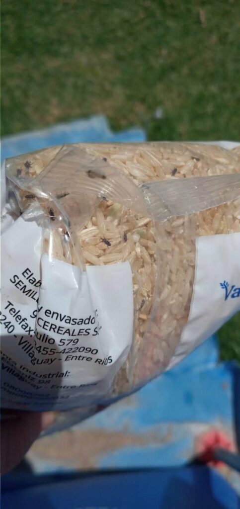 Los vecinos de Berisso se quejaron por la entrega de arroz integral en mal estado a comedores escolares.