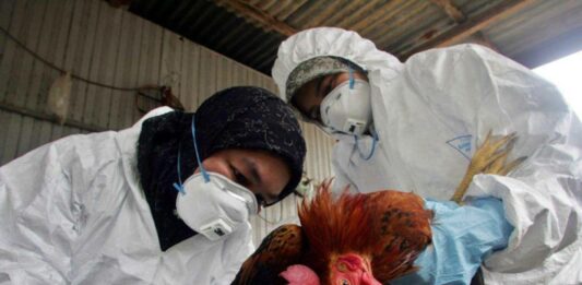 El Gobierno nacional analizará qué medidas tomar ante el avance de la gripe aviar en el país.