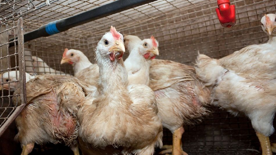 Desde la cartere de Salud remarcaron que la gripe aviar se transmite a las personas por la inhalación de las secreciones de aves infectadas.