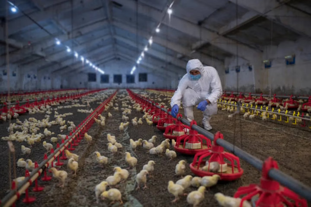 Tras confirmar un caso de gripe aviar en un ave destinada al comercio, el Senasa definió la suspensión de las exportaciones de productos avícolas.