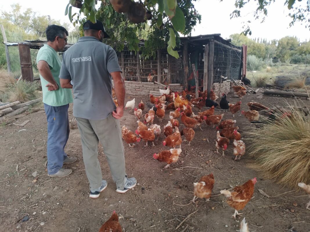 El Senasa informó que ya son doce los municipios bonaerenses con casos de gripe aviar.