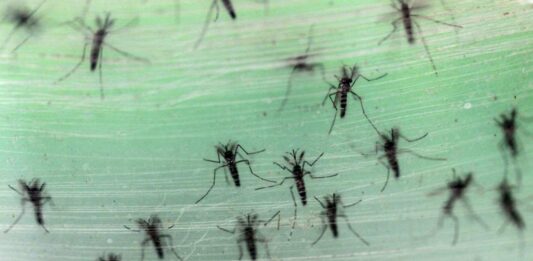 La Organización Panamericana de la Salud está en alerta por la epidemia de dengue en la Argentina.