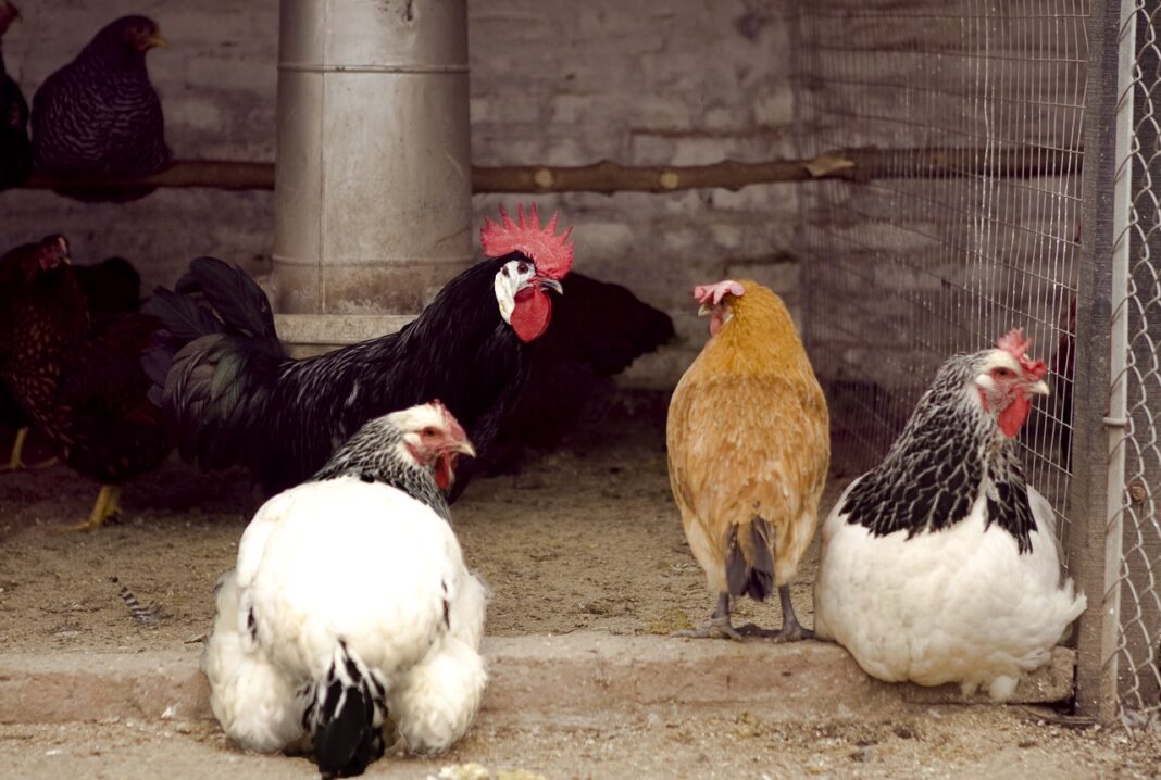El Senasa informó sobre cuatro nuevos casos de gripe aviar, dos de los cuales se encontraron en distritos de la provincia de Buenos Aires.