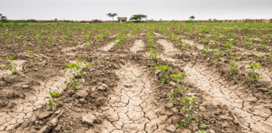 Economía decretó la emergencia agropecuaria por la sequía en 68 distritos bonaerenses.